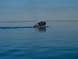 USA_Mexico2006-2007-060